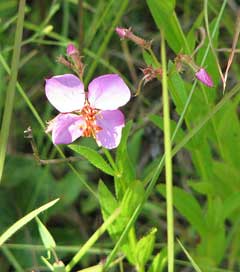 Rhexia virginica Deer Grass, Handsome Harry Rhexia virginica Deer Grass, Handsome Harry