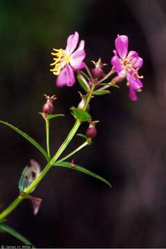 Rhexia virginica Deer Grass, Handsome Harry Rhexia virginica Deer Grass, Handsome Harry