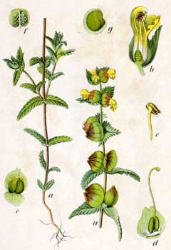 Rhinanthus minor Yellow Rattle, Little yellow rattle, Arctic rattlebox Rhinanthus minor Yellow Rattle, Little yellow rattle, Arctic rattlebox