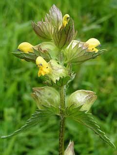 Rhinanthus minor Yellow Rattle, Little yellow rattle, Arctic rattlebox Rhinanthus minor Yellow Rattle, Little yellow rattle, Arctic rattlebox