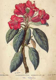 Rhododendron arboreum Rhododendron arboreum