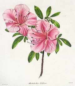 Rhododendron indicum Rhododendron Rhododendron indicum Rhododendron