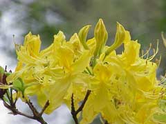Rhododendron luteum Honeysuckle Azalea