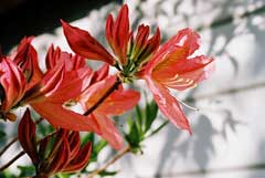 Rhododendron molle Chinese Azalea Rhododendron molle Chinese Azalea