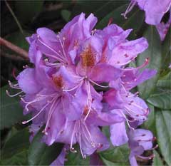 Rhododendron ponticum Rhododendron Rhododendron ponticum Rhododendron