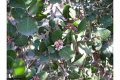 Rhus integrifolia Lemonade Berry, Lemonade sumac Rhus integrifolia Lemonade Berry, Lemonade sumac