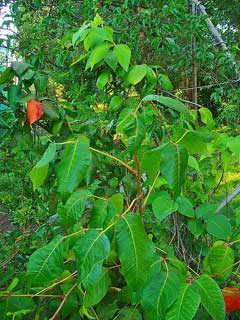 Rhus radicans Poison Ivy Rhus radicans Poison Ivy