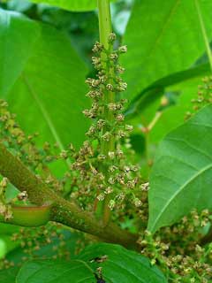 Rhus radicans Poison Ivy Rhus radicans Poison Ivy