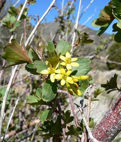 Ribes aureum Golden Currant Ribes aureum Golden Currant