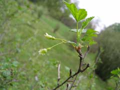 Ribes cynosbati Dogberry, Eastern prickly gooseberry Ribes cynosbati Dogberry, Eastern prickly gooseberry