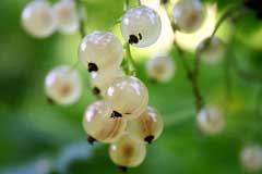 Ribes glandulosum Skunk Currant Ribes glandulosum Skunk Currant