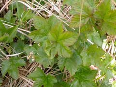 Ribes glandulosum Skunk Currant Ribes glandulosum Skunk Currant