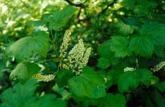 Ribes hudsonianum Hudson Bay Currant, Northern black currant, Western black currant Ribes hudsonianum Hudson Bay Currant, Northern black currant, Western black currant