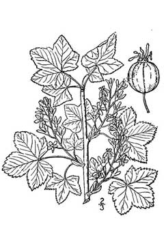 Ribes hudsonianum Hudson Bay Currant, Northern black currant, Western black currant Ribes hudsonianum Hudson Bay Currant, Northern black currant, Western black currant