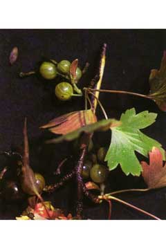 Ribes inerme Whitestem Gooseberry, Klamath gooseberry Ribes inerme Whitestem Gooseberry, Klamath gooseberry