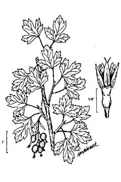 Ribes inerme Whitestem Gooseberry, Klamath gooseberry Ribes inerme Whitestem Gooseberry, Klamath gooseberry
