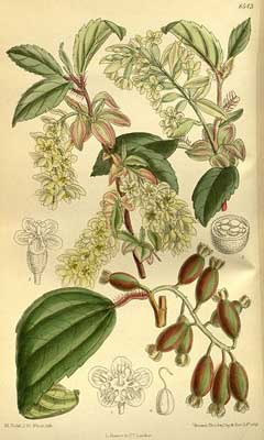 Ribes laurifolium 