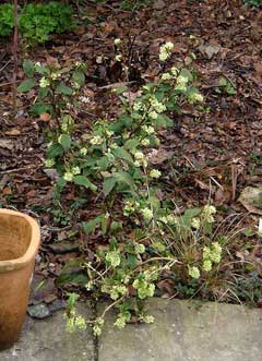 Ribes laurifolium Ribes laurifolium