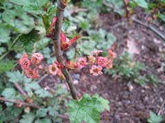 Ribes laxiflorum White-Flowered Currant, Trailing black currant Ribes laxiflorum White-Flowered Currant, Trailing black currant