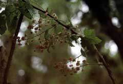 Ribes laxiflorum White-Flowered Currant, Trailing black currant Ribes laxiflorum White-Flowered Currant, Trailing black currant