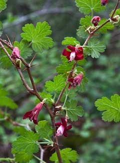 Ribes lobbii Gummy Gooseberry Ribes lobbii Gummy Gooseberry