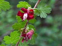 Ribes lobbii Gummy Gooseberry Ribes lobbii Gummy Gooseberry