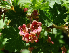 Ribes montigenum Gooseberry-Currant