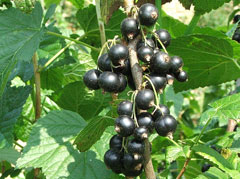 Ribes nigrum Blackcurrant