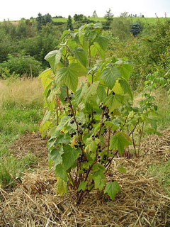 Ribes nigrum Blackcurrant