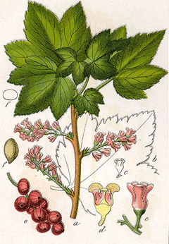 Ribes petraeum Rock Red Currant, Currant Ribes petraeum Rock Red Currant, Currant