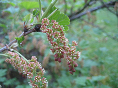 Ribes petraeum Rock Red Currant, Currant Ribes petraeum Rock Red Currant, Currant