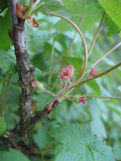 Ribes sachalinense Ribes sachalinense