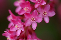 Ribes sanguineum Flowering Currant, Blood currant Ribes sanguineum Flowering Currant, Blood currant