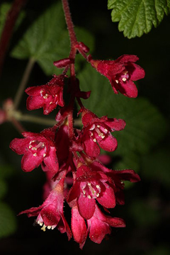Ribes sanguineum Flowering Currant, Blood currant Ribes sanguineum Flowering Currant, Blood currant