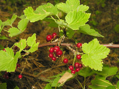 Ribes spicatum Nordic Currant, Currant Ribes spicatum Nordic Currant, Currant