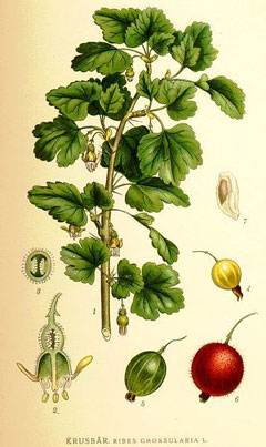 Ribes uva-crispa Gooseberry, European gooseberry