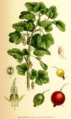 Ribes uva-crispa Gooseberry