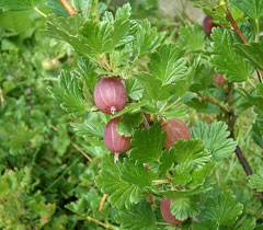 Ribes_uva-crispa Gooseberry, European gooseberry