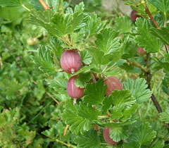 Ribes uva-crispa Gooseberry