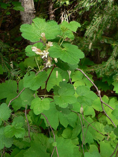 Ribes viscosissimum Sticky Currant Ribes viscosissimum Sticky Currant