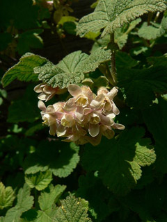 Ribes viscosissimum Sticky Currant Ribes viscosissimum Sticky Currant