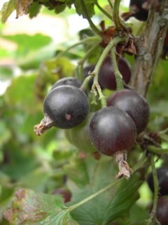 Ribes x culverwellii Jostaberry Ribes x culverwellii Jostaberry