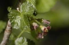 Ribes x culverwellii Jostaberry