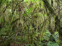 Ripogonum scandens Supple Jack Ripogonum scandens Supple Jack
