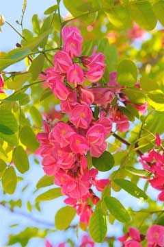 Robinia viscosa Clammy Locust, Hartweg Robinia viscosa Clammy Locust, Hartweg