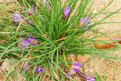 romulea bulbocodium romulea bulbocodium