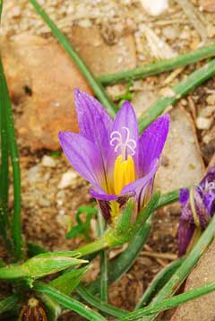 romulea bulbocodium romulea bulbocodium