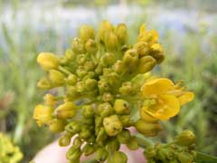 Rorippa amphibia Great Yellow Cress Rorippa amphibia Great Yellow Cress