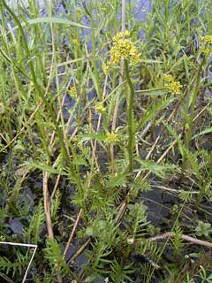 Rorippa amphibia Great Yellow Cress Rorippa amphibia Great Yellow Cress