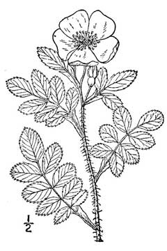 Rosa arkansana suffulta Prairie Rose Rosa arkansana suffulta Prairie Rose